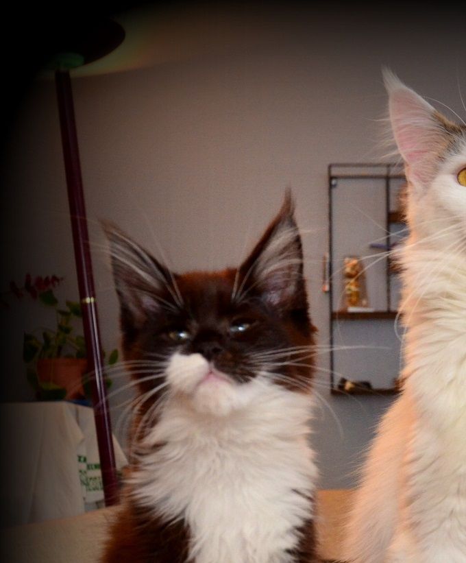 Mother and Baby ( Motherr is Nelly, S*Acoonitum's Night Snow