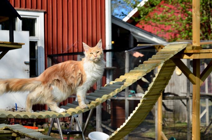 pippi (FI*Escape's Petunia 2020 