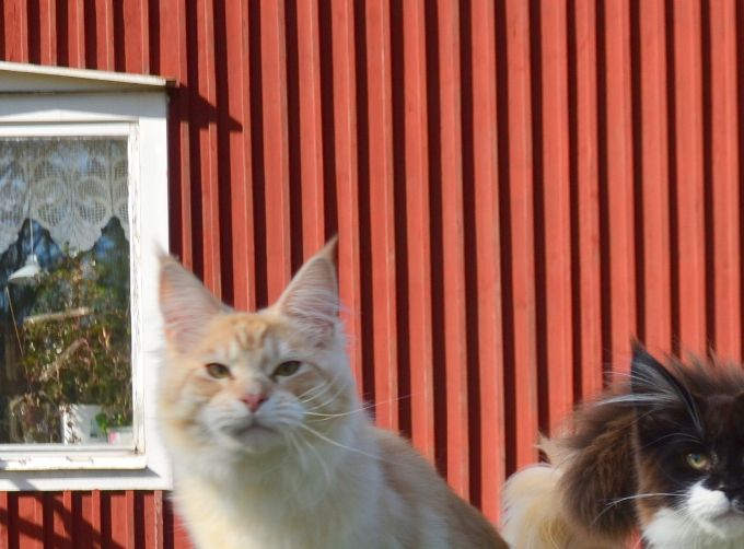 Mikka(HR*FelisAdmiranda's Michelangelo) Hedda (S*Acoonitum's Copycat) Pippi (FI*Escape's Petunia) summer in 2020 may