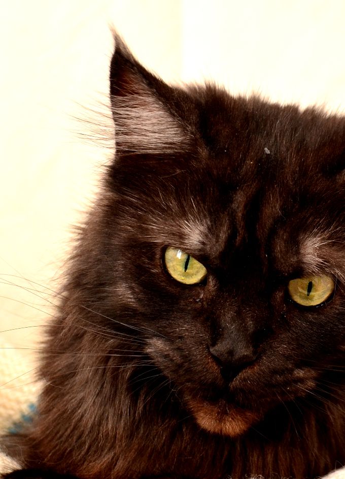 hon är inte den lättaste av mina katter att fota
